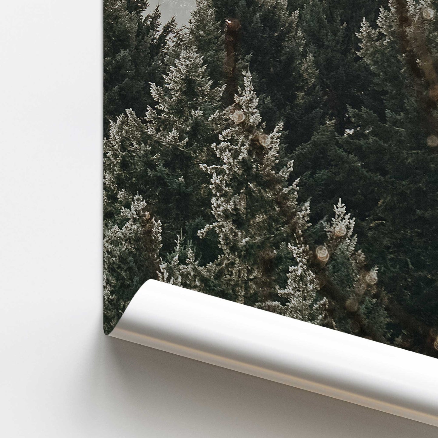 Hushed Evergreens III Promotional Rolled Print