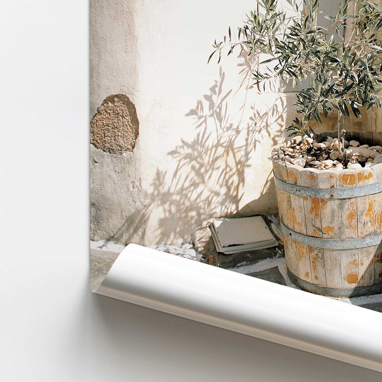 Olive Tree in the Sun Promotional Rolled Print