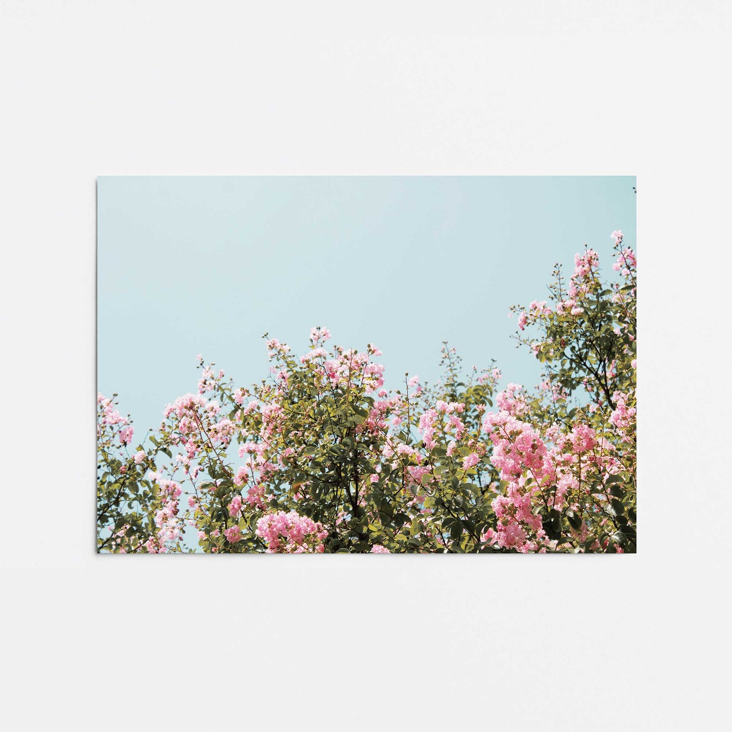 Blossoming Canopy Promotional Rolled Print