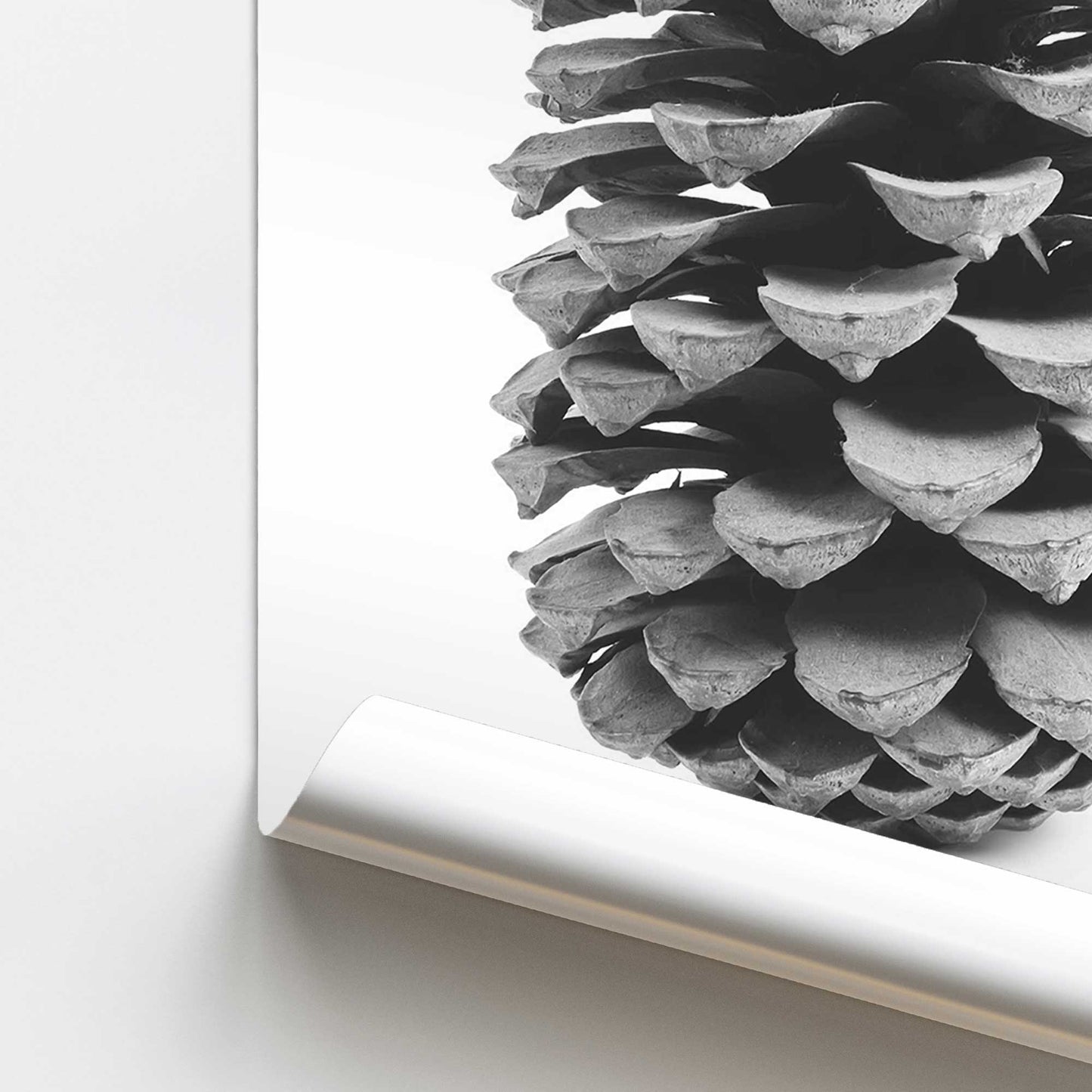 Portrait of a Pinecone Promotional Rolled Print