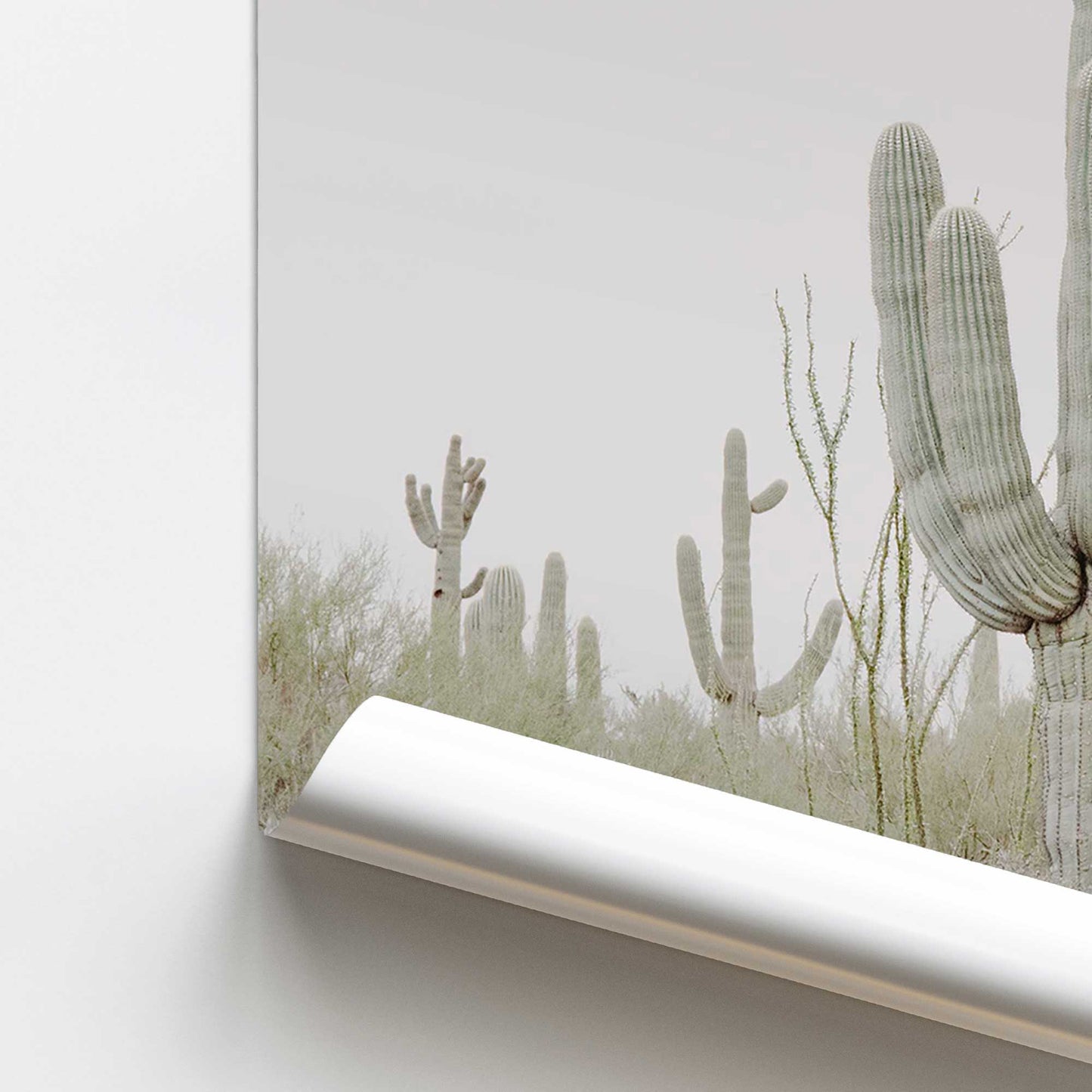 Desert Cactus Promotional Rolled Print