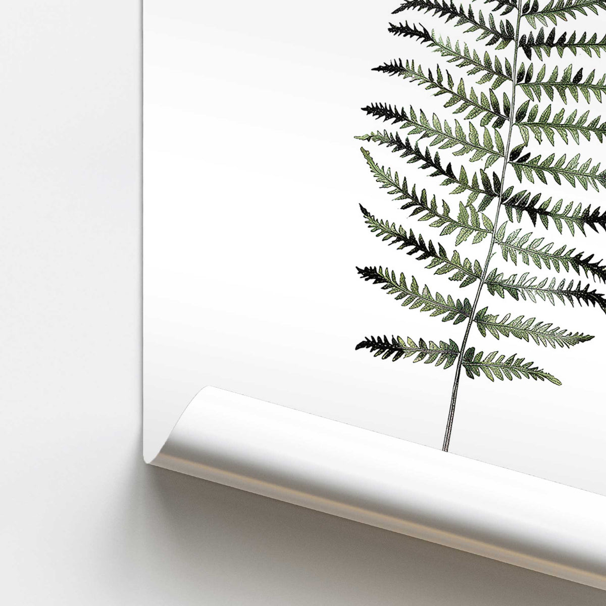 Fern in Shadow Print