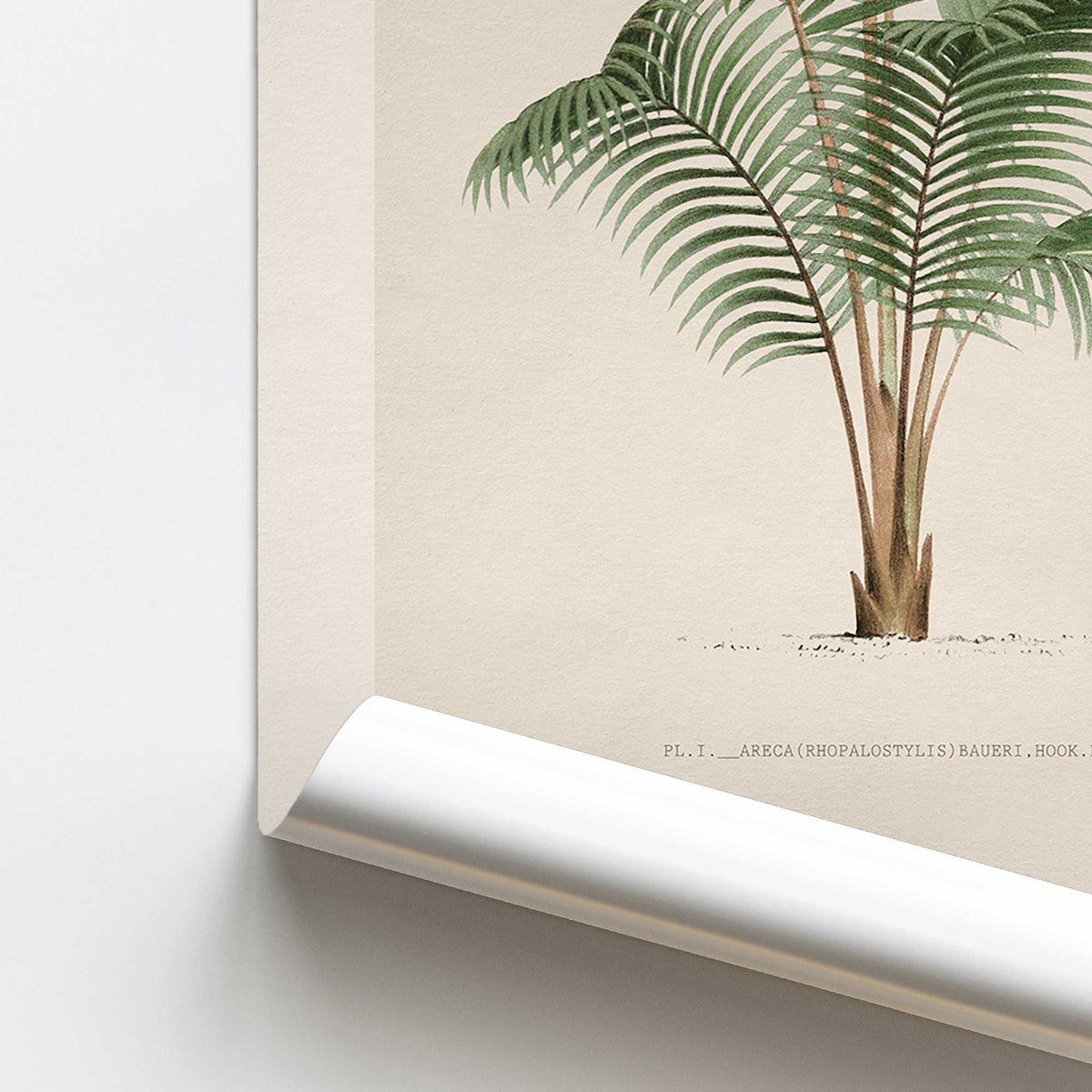 Bauer Palm Study Print