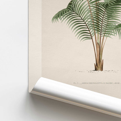 Bauer Palm Study Print
