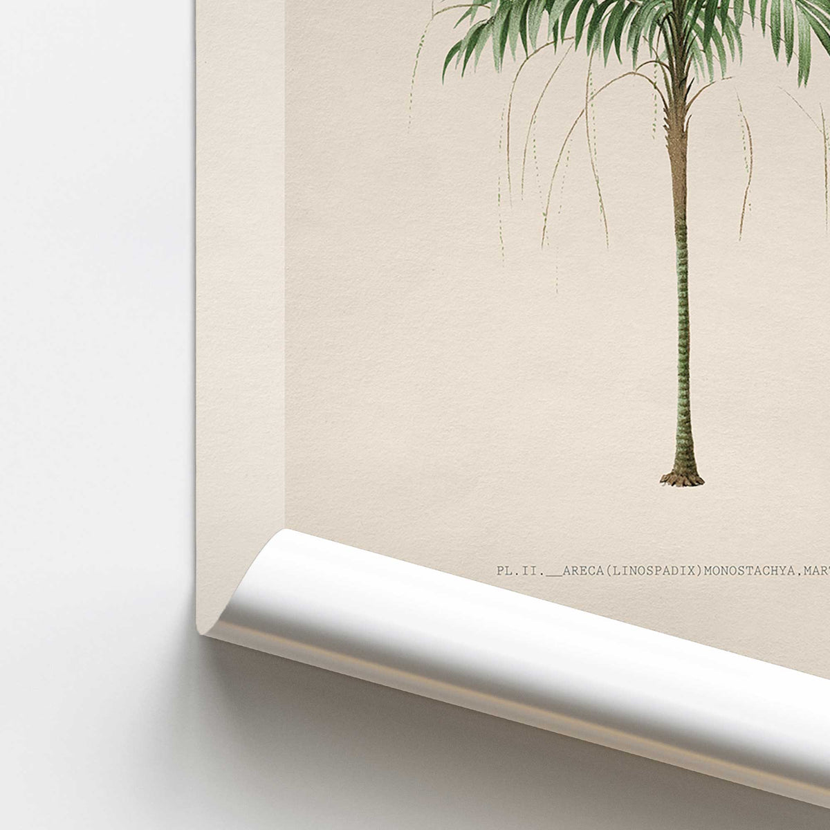 Areca Palm Portrait Print