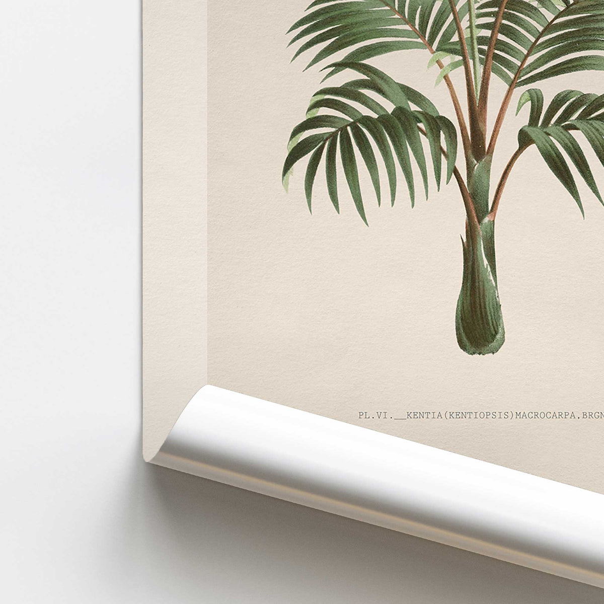 Kentia Palm Study Print