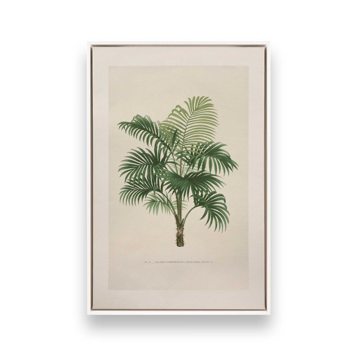 [Color:Opaque White], Picture of art in a White frame