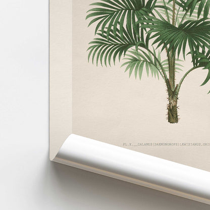 Rattan Palm Study Print