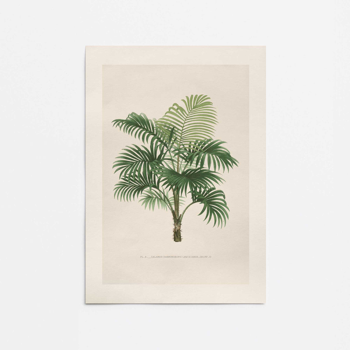 [Color:Rolled Print], Picture of close up of art