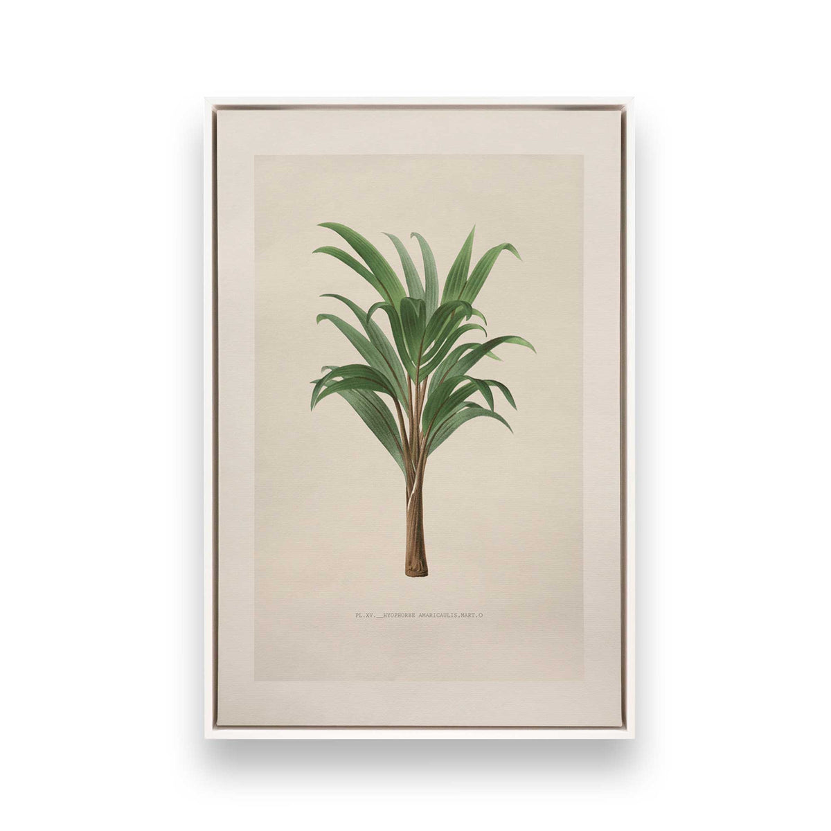 [Color:Opaque White], Picture of art in a White frame