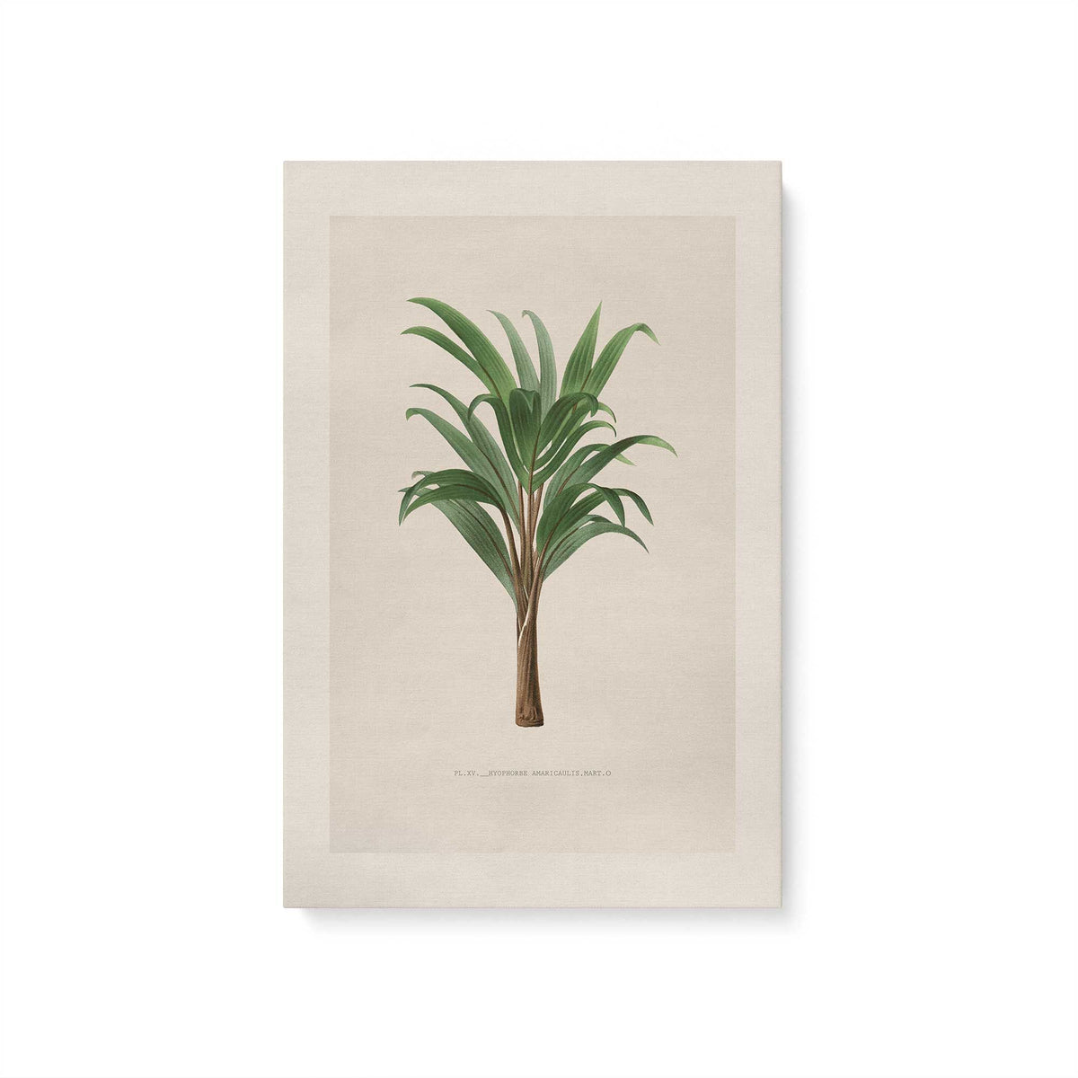 [Color:Stretched Canvas], Picture of art