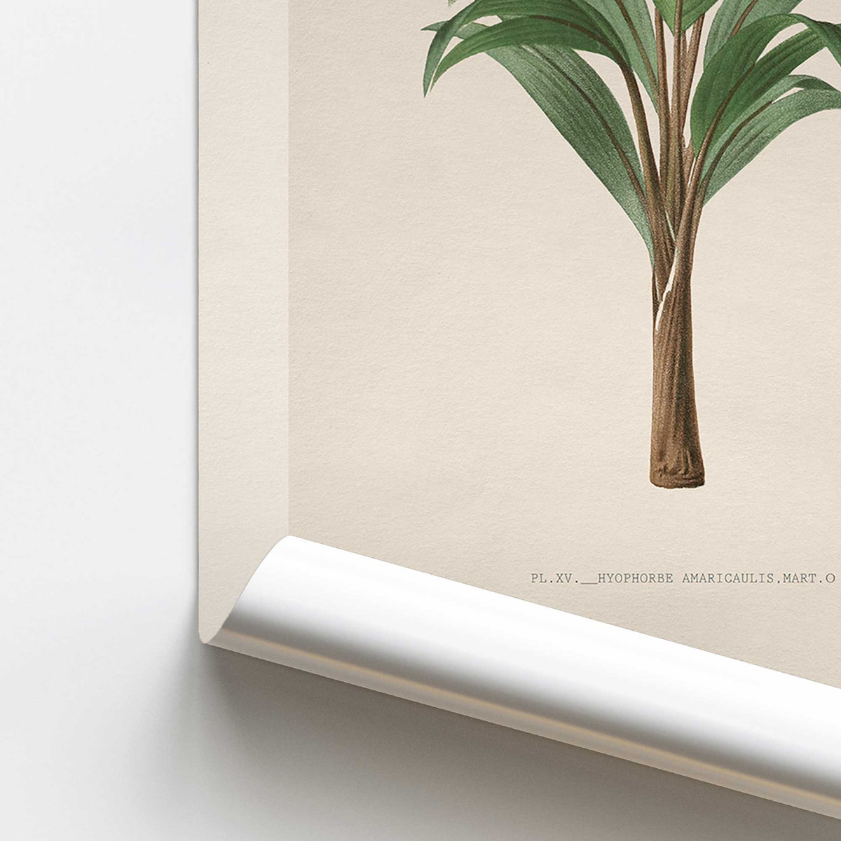 Emerald Palm Study Print