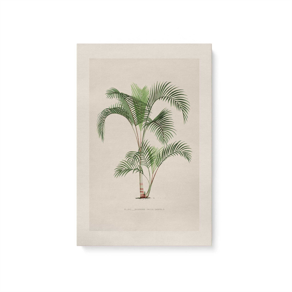 [Color:Stretched Canvas], Picture of art
