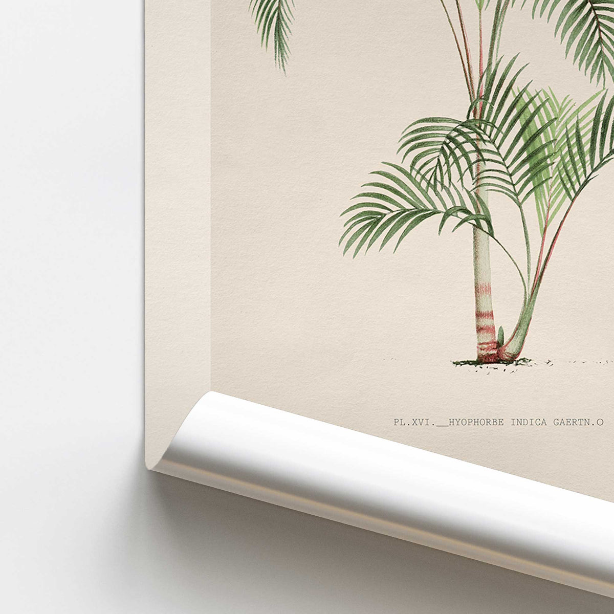 Palm Study in Green Print