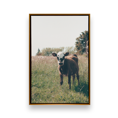 The little brown wonder on canvas picture of white and brown cow in a field