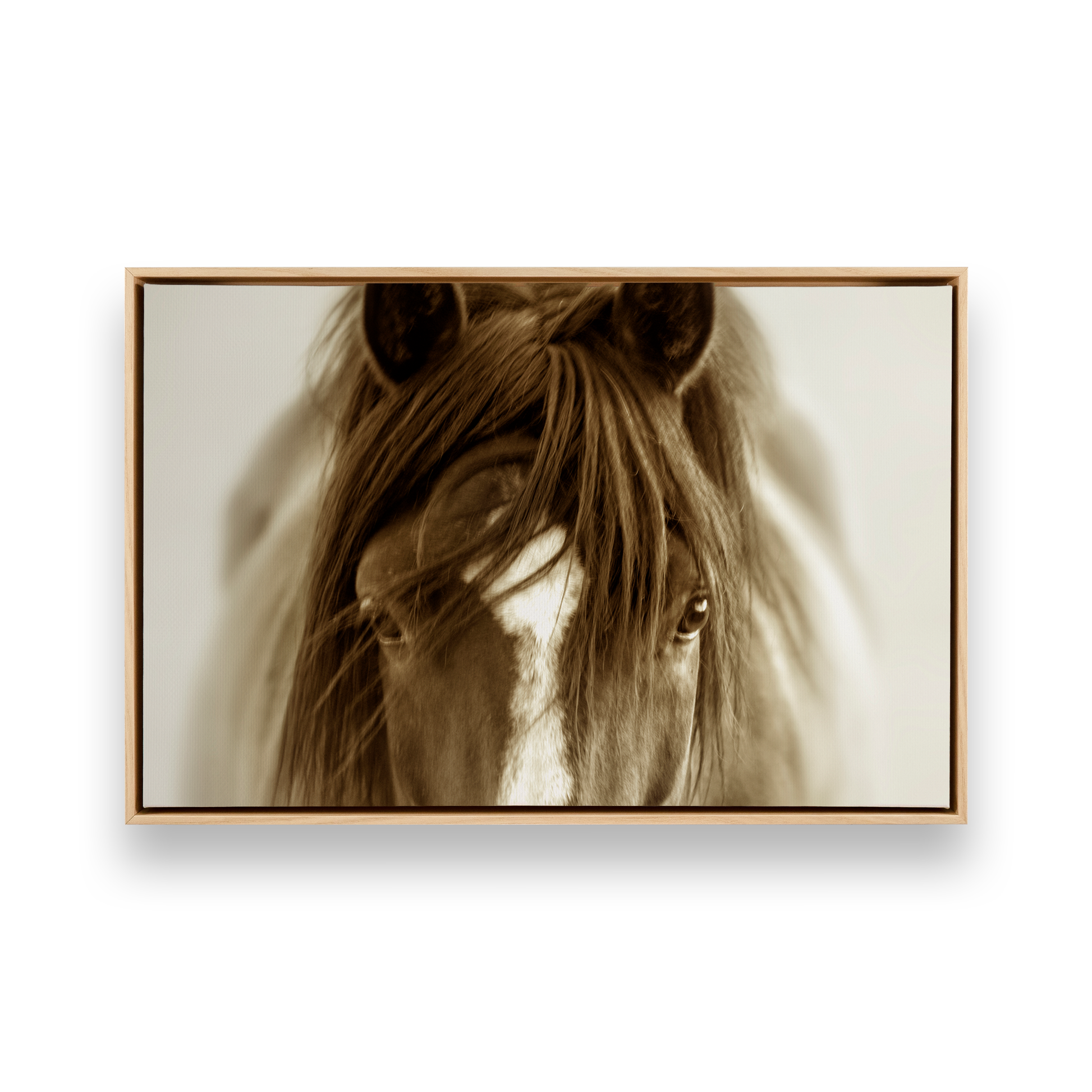 [color:American Maple], Picture of art in a black frame