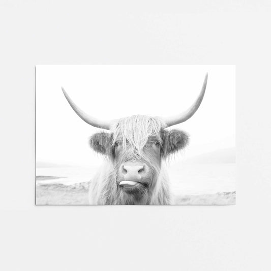 Playful Highland Cow Promotional Rolled Print