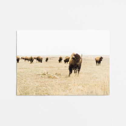 Wild Plains Promotional Rolled Print