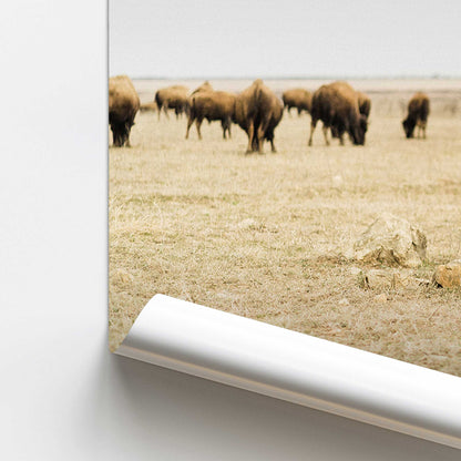 Wild Plains Promotional Rolled Print