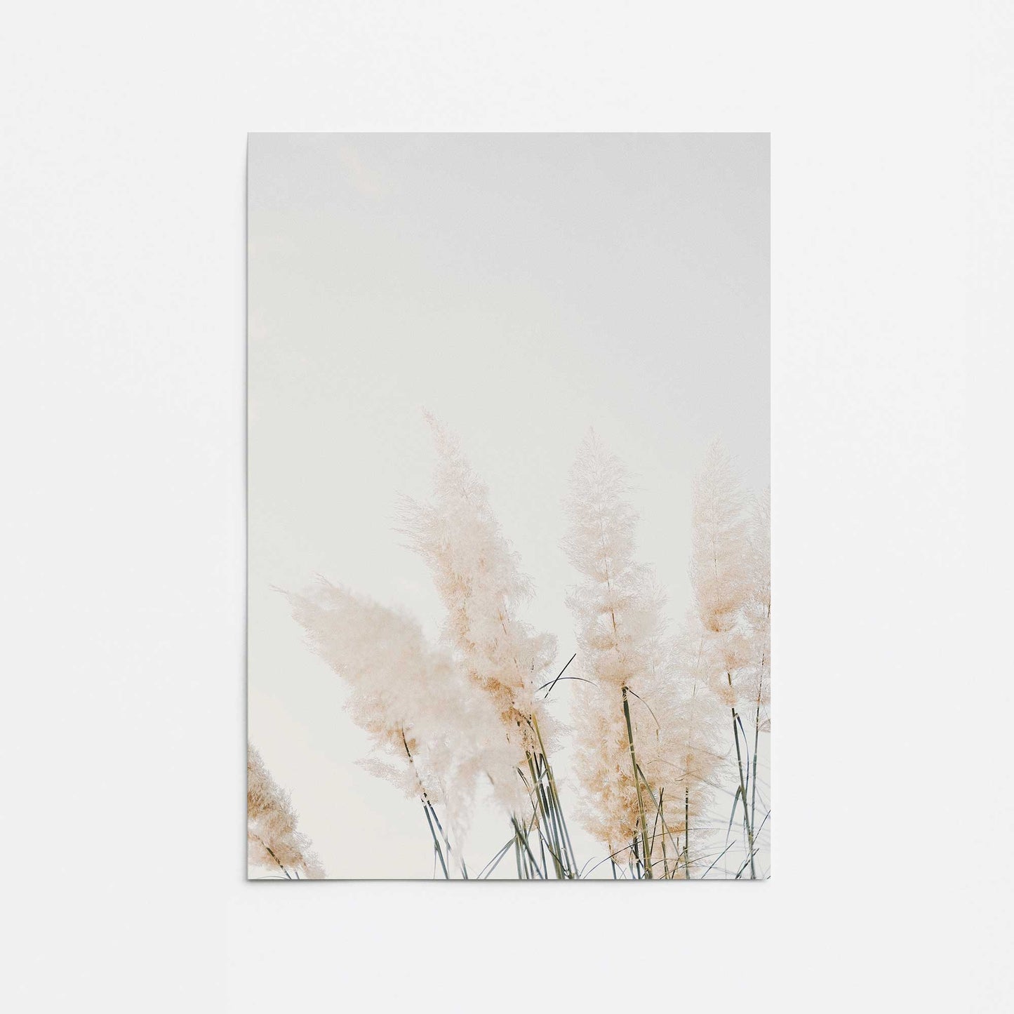 Pampas Whisper Promotional Rolled Print