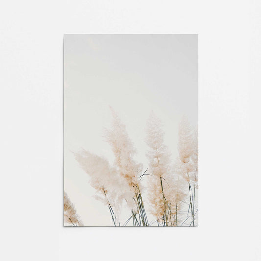 Pampas Whisper Promotional Rolled Print