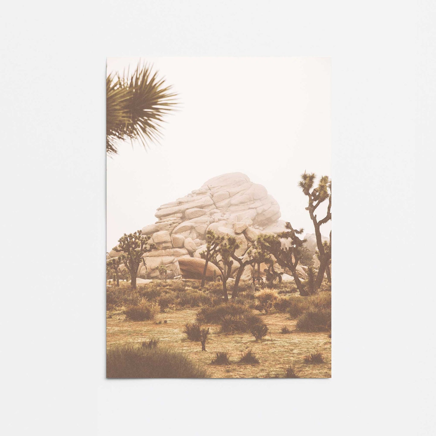 Joshua Tree Vista Promotional Rolled Print