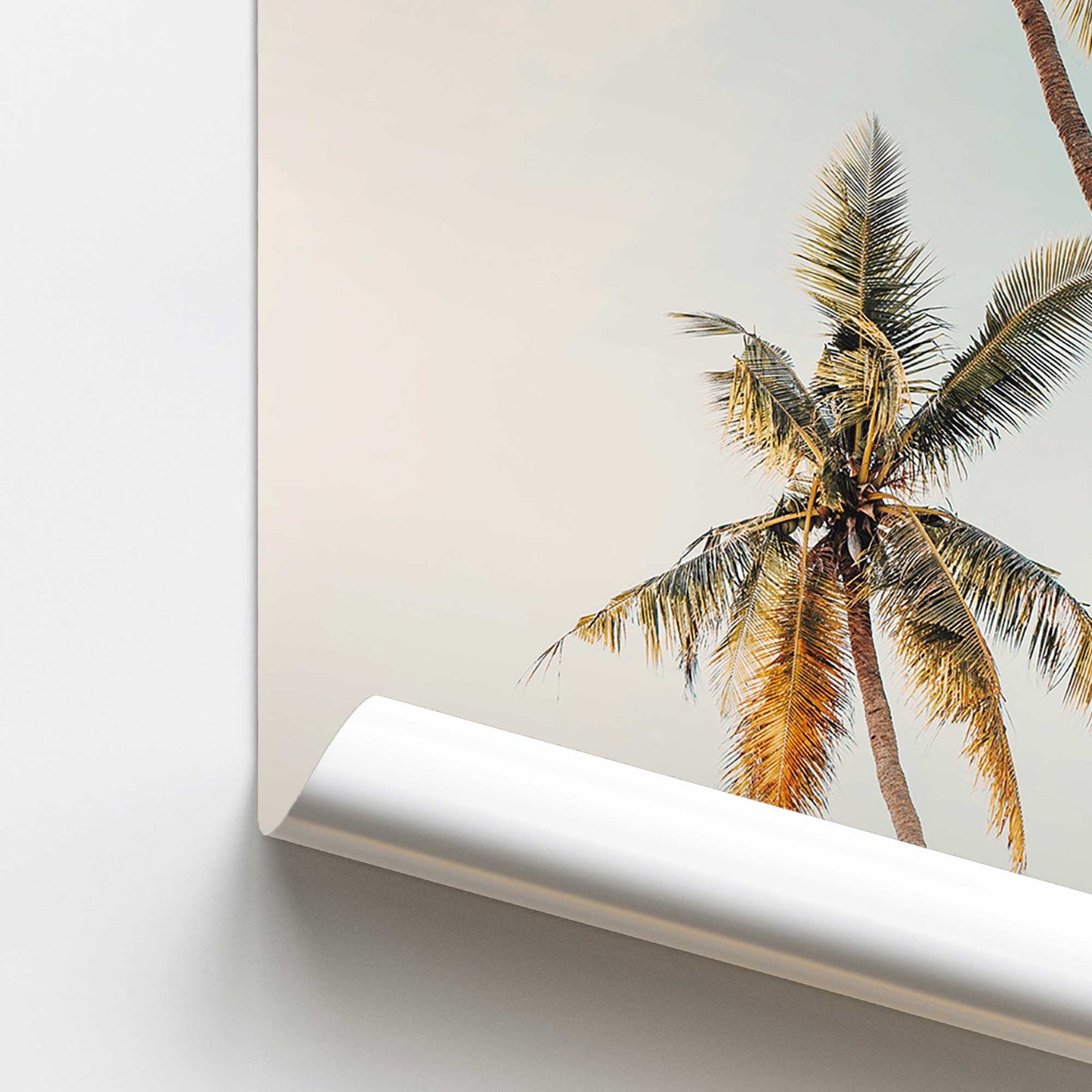 Sunlit Palm Sky Promotional Rolled Print