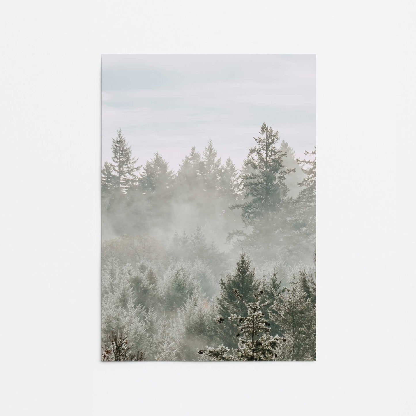Hushed Evergreens Promotional Rolled Print
