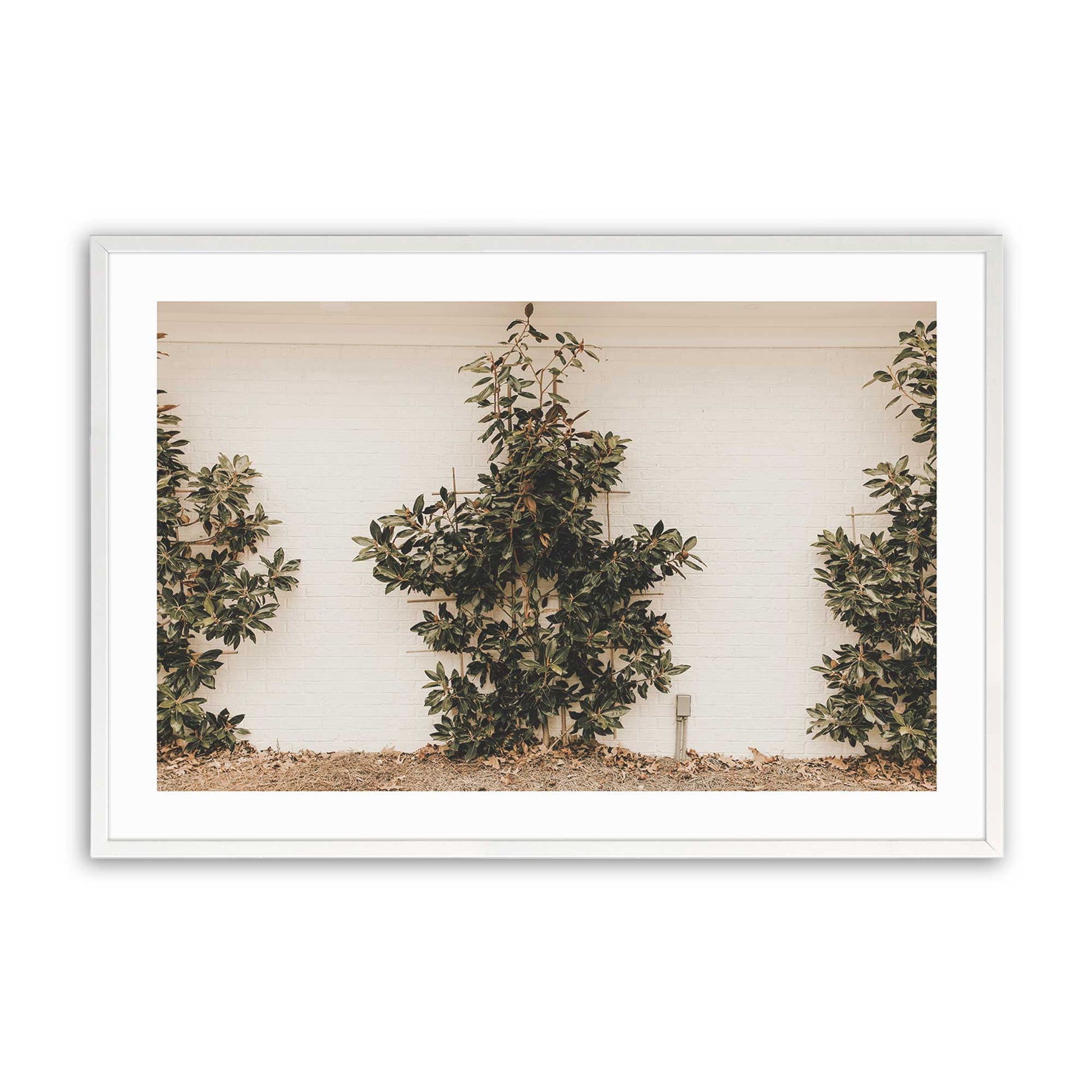 [Color:Opaque White] Picture of art in a Opaque White frame