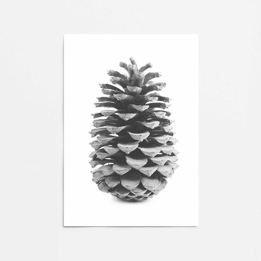 Portrait of a Pinecone Promotional Rolled Print