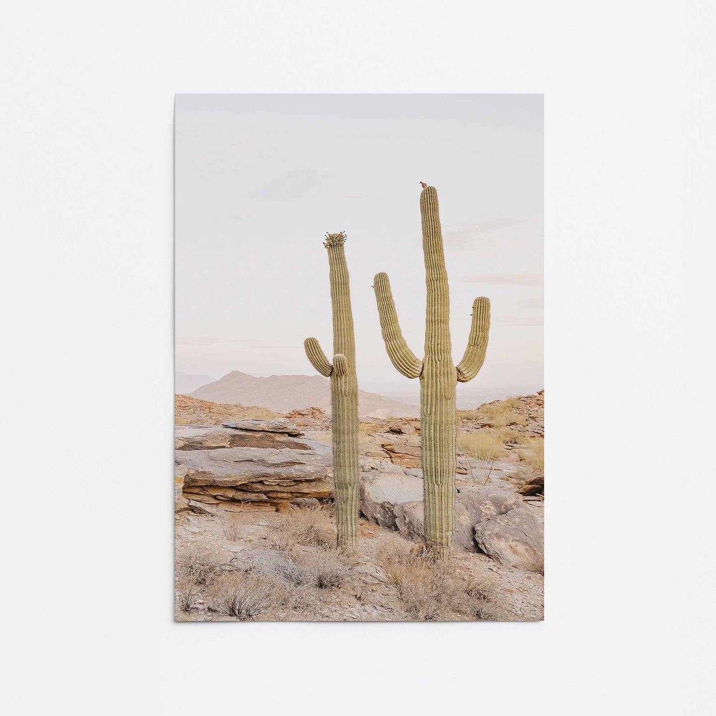 Desert Majesty Promotional Rolled Print