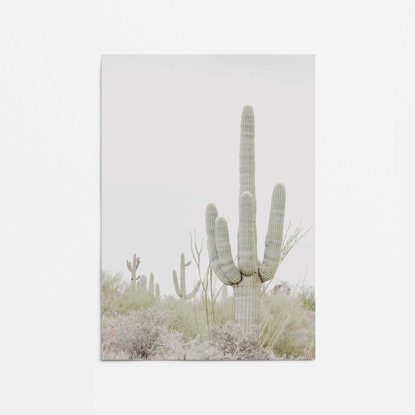 Desert Cactus Promotional Rolled Print