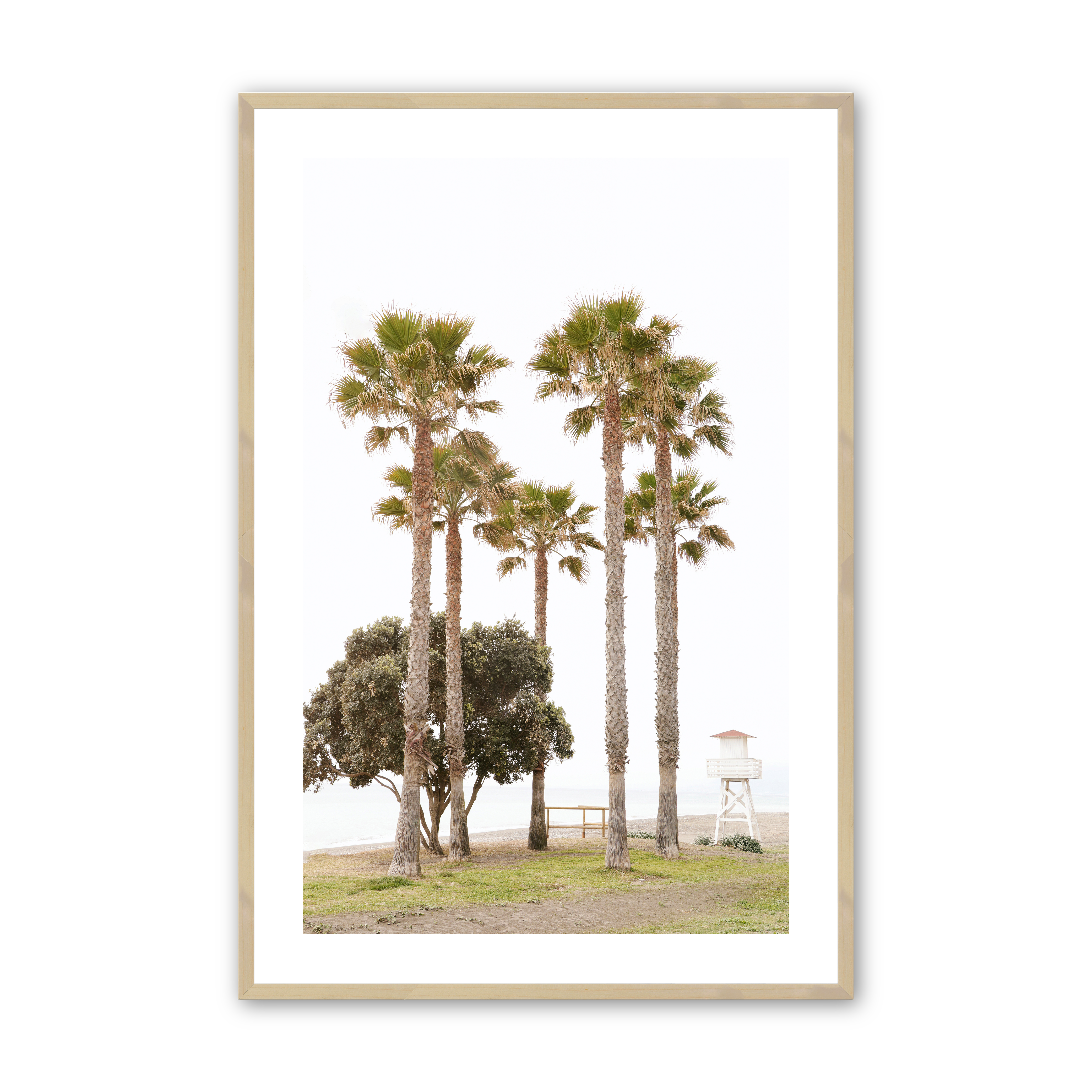 serene ambiance photo art print of tall trees in a natural frame